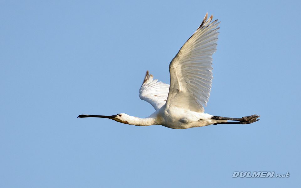 01 Eurasian spoonbill (Platalea leucorodia)